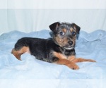 Small Photo #4 Toy Fox Pinscher-Yorkshire Terrier Mix Puppy For Sale in PATERSON, NJ, USA