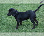 Small #1 American Foxhound Mix