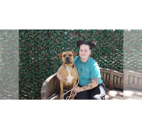Medium Photo #4 Boxer-Bullmastiff Mix Puppy For Sale in Santa Barbara, CA, USA