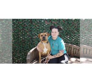 CHYLA - Female Boxer-Bullmastiff Mix Dog for Adoption - Photo #4