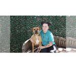 Small #3 Boxer-Bullmastiff Mix
