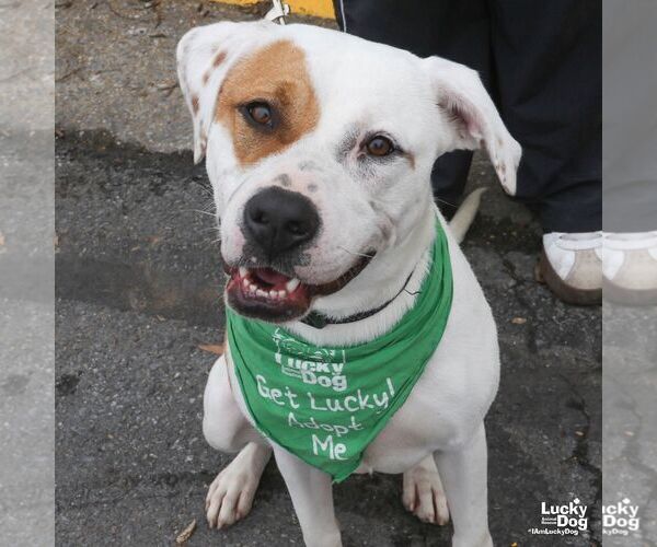 Medium Photo #3 Boxer-Unknown Mix Puppy For Sale in Washington, DC, USA