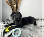 Small Photo #7 Labrador Retriever Puppy For Sale in GREENWOOD, IN, USA