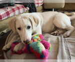 Small #10 Great Pyrenees Mix