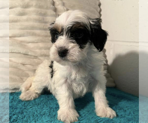 Miniature Bernedoodle Puppy for sale in PITTSBURGH, PA, USA