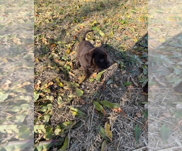 Medium Photo #1 Labrador Retriever Puppy For Sale in OMAHA, NE, USA