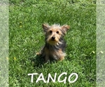 Small YorkiePoo