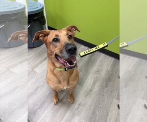 Labrador Retriever-Unknown Mix Dogs for adoption in The Woodlands, TX, USA