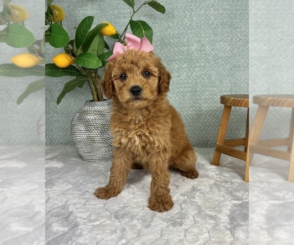 Medium Photo #6 Goldendoodle (Miniature) Puppy For Sale in FRANKLIN, IN, USA