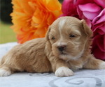 Small #1 ShihPoo