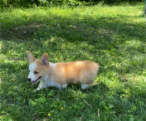American Corgi Puppy for sale in INDEPENDENCE, MO, USA