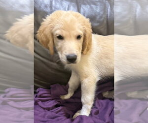 Great Pyredane Dogs for adoption in Mundelein, IL, USA