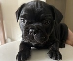 Puppy Astro French Bulldog
