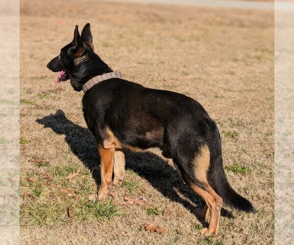 Medium Photo #1 German Shepherd Dog Puppy For Sale in BENSON, NC, USA