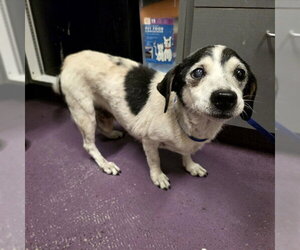 Chiweenie Dogs for adoption in Long Beach, CA, USA