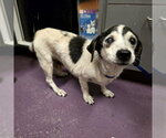 *MR. ROSHI - Male Chiweenie Dog for Adoption - Small photo