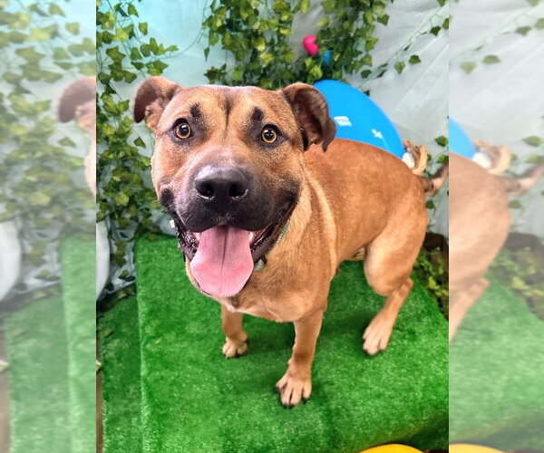 Medium Photo #2 Labrador Retriever-Unknown Mix Puppy For Sale in Bryant, AR, USA