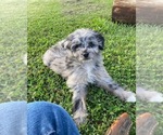 Puppy 1 Miniature Australian Shepherd-Poodle (Toy) Mix