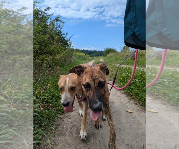 Medium Photo #5 Black Mouth Cur-Unknown Mix Puppy For Sale in Ridgefield, CT, USA