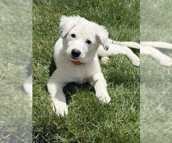 Medium Photo #15 Great Pyrenees Puppy For Sale in Brewster, NY, USA