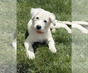 Daphne (D Pups) - Female Great Pyrenees-Unknown Mix Dog for Adoption - Photo #15