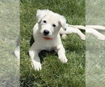 Small #14 Australian Shepherd