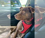 Small #3 Chocolate Labrador retriever Mix