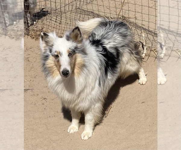 Medium Photo #2 Shetland Sheepdog Puppy For Sale in FORT MORGAN, CO, USA