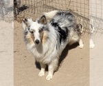 Small #1 Shetland Sheepdog