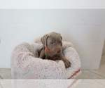 Small Photo #3 Weimaraner Puppy For Sale in HEMET, CA, USA