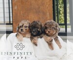 Small #2 Poodle (Miniature)