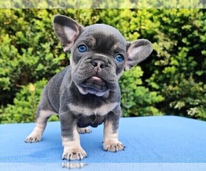French Bulldog Puppy for sale in BOSTON, MA, USA