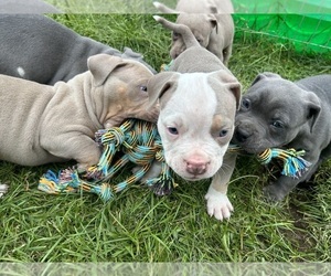 American Bully Puppy for sale in SAINT CHARLES, MI, USA