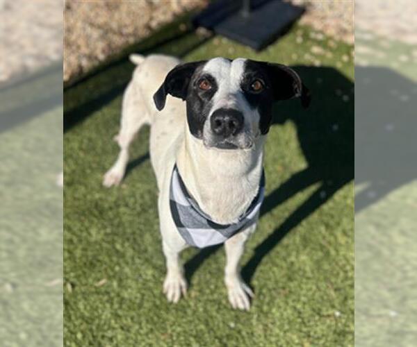 Medium Photo #1 Mutt Puppy For Sale in Newton, NC, USA