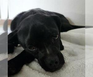 Pug-Unknown Mix Dogs for adoption in San Antonio, TX, USA