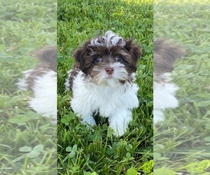 Havanese Puppy for Sale in CANOGA, New York USA