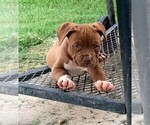 Small Photo #5 American Bully Puppy For Sale in FORT WORTH, TX, USA