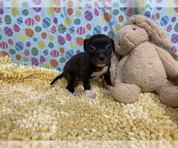Medium Photo #1 Border Collie-Unknown Mix Puppy For Sale in Modesto, CA, USA