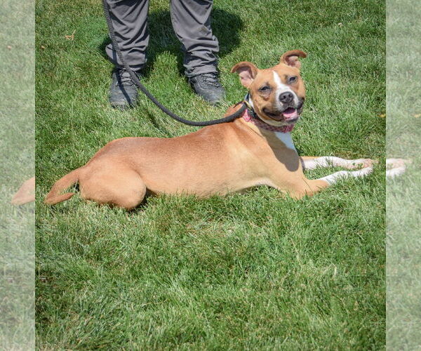 Medium Photo #3 American Staffordshire Terrier-Boxer Mix Puppy For Sale in Huntley, IL, USA