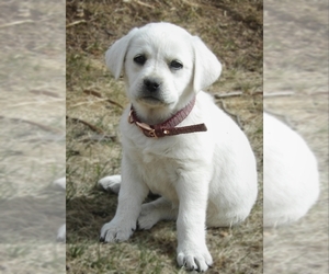 Labrador Retriever Puppy for sale in CHEYENNE, WY, USA
