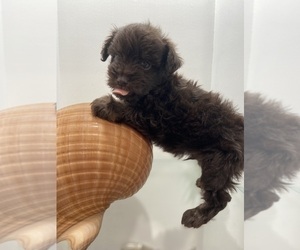 Pom-A-Poo Puppy for Sale in GREENVILLE, North Carolina USA