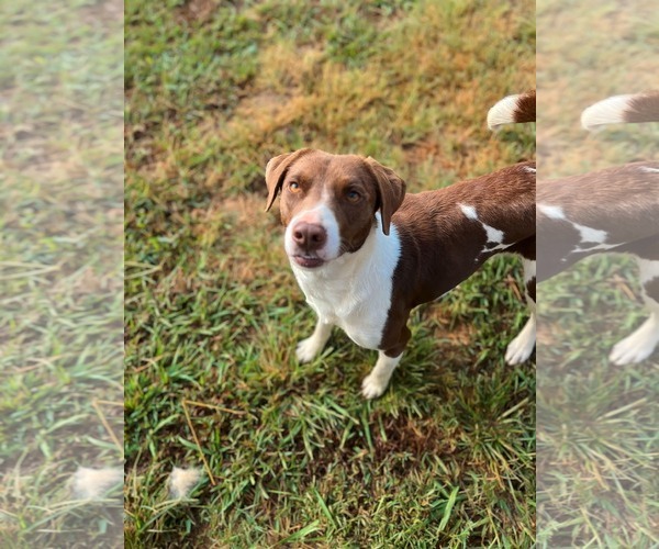 Medium Photo #3 Pointer-Unknown Mix Puppy For Sale in Woodbury, NY, USA