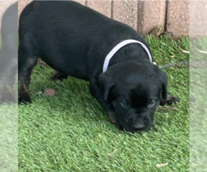 Labrador Retriever-Unknown Mix Dogs for adoption in OKLAHOMA CITY, OK, USA