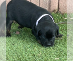 Small Labrador Retriever Mix