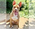 Small #1 American Bulldog Mix