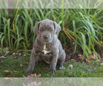 Puppy Bonnie Cane Corso