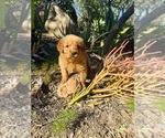 Small #4 Golden Retriever