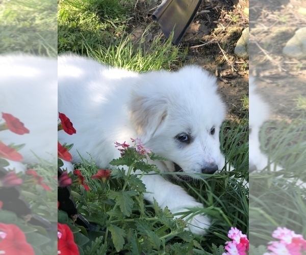 Medium Photo #13 Great Pyrenees Puppy For Sale in DEERFIELD, OH, USA