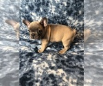 Small Photo #3 French Bulldog Puppy For Sale in STAFFORD, VA, USA