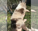 Small #3 Australian Shepherd